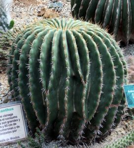 Vista del cactus Biznaga (Echinocactus platyacanthus) en las colecciones del Jardín Botánico Nacional de Cuba