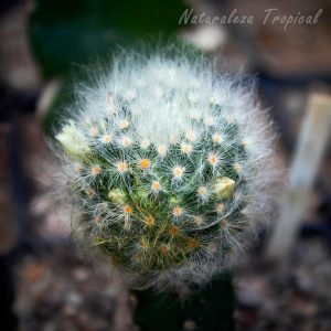 Fotografía del tallo del cactus Mammillaria albicoma con botones florales