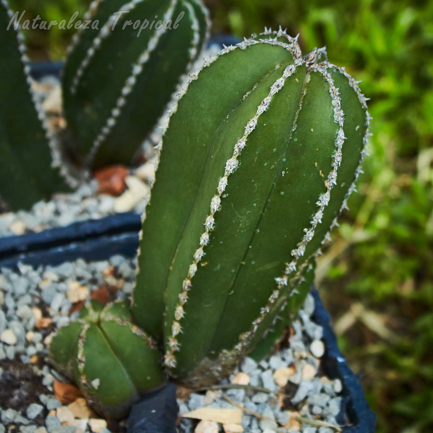 Vista de un ejemplar joven de un cactus del género Pachycereus