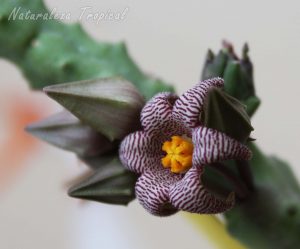 Ejemplar de Piaranthus punctatus con flor de 6 pétalos