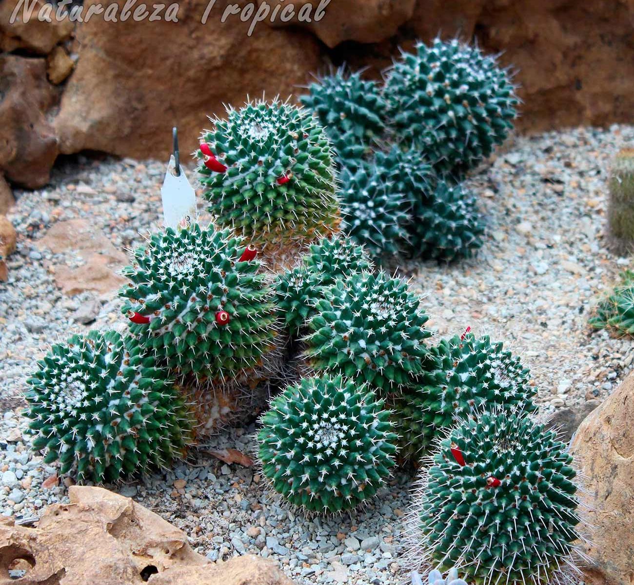 Cactus del género Mammillaria creciendo en un xerojardín