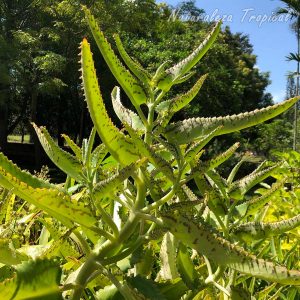 Vista de la planta suculenta Kalanchoe daigremontiana, Espinazo del Diablo