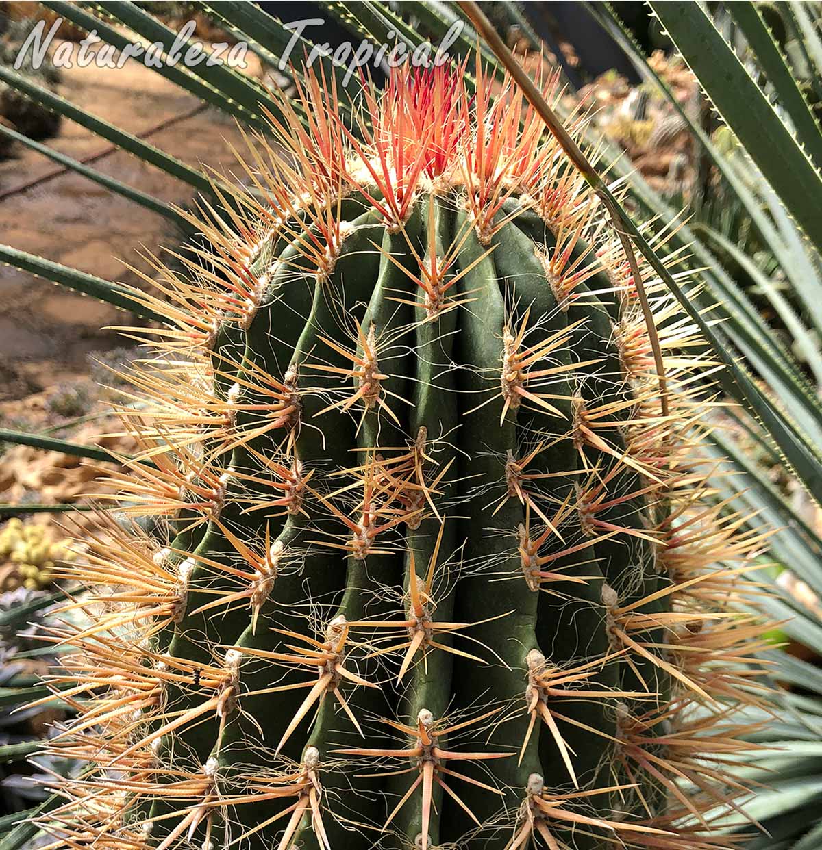 Vista del tallo característico del cactus biznaga roja, Ferocactus pilosus