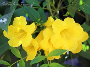Flores características de la Bignonia amarilla, Tecoma stans