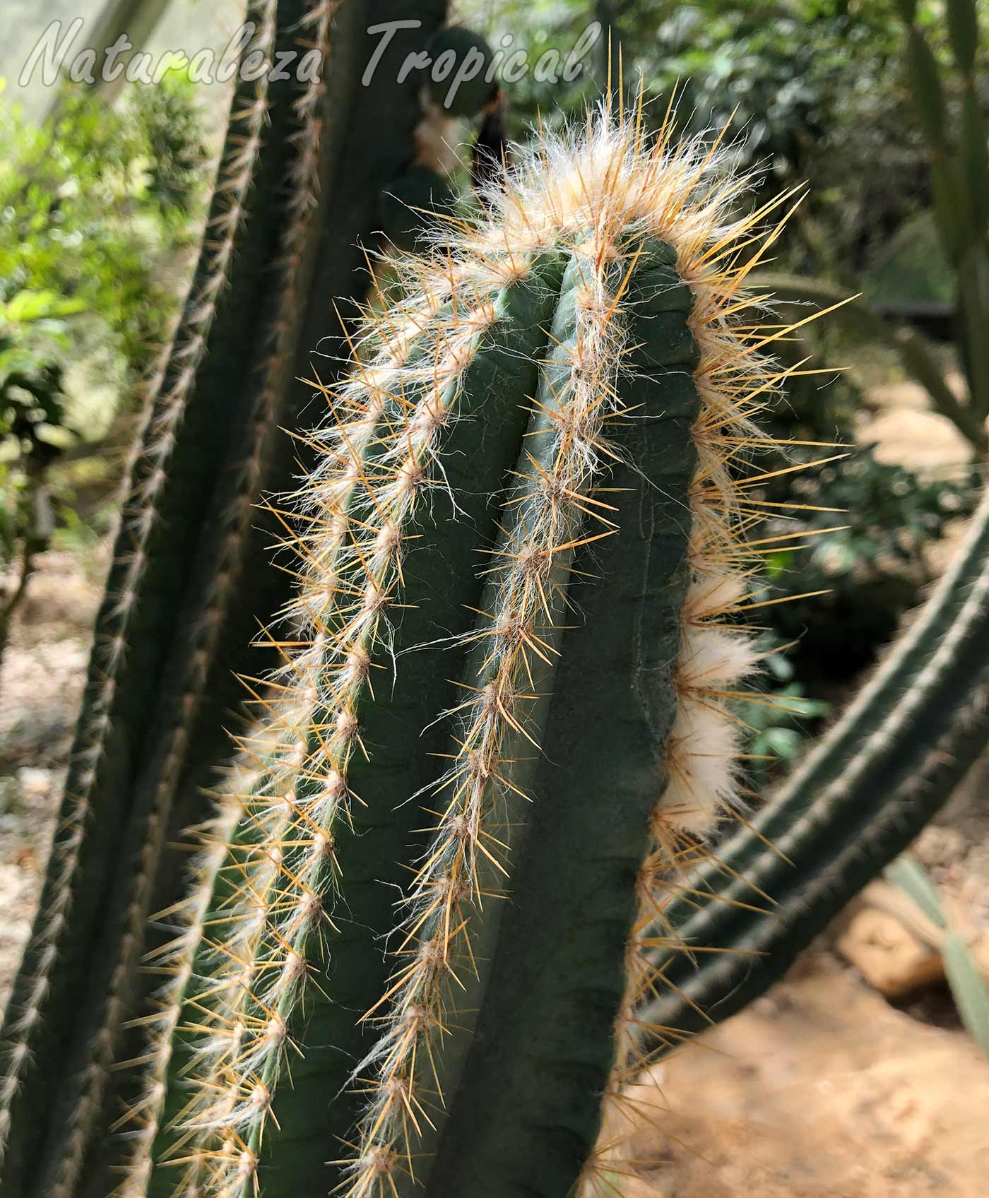 Vista del tallo del cactus Pilosocereus polygonus
