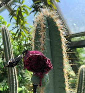 Tallo y fruto ya maduro exponiendo las semillas del cactus Pilosocereus polygonus