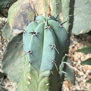Otra imagen del tallo del cactus Myrtillocactus geometrizans