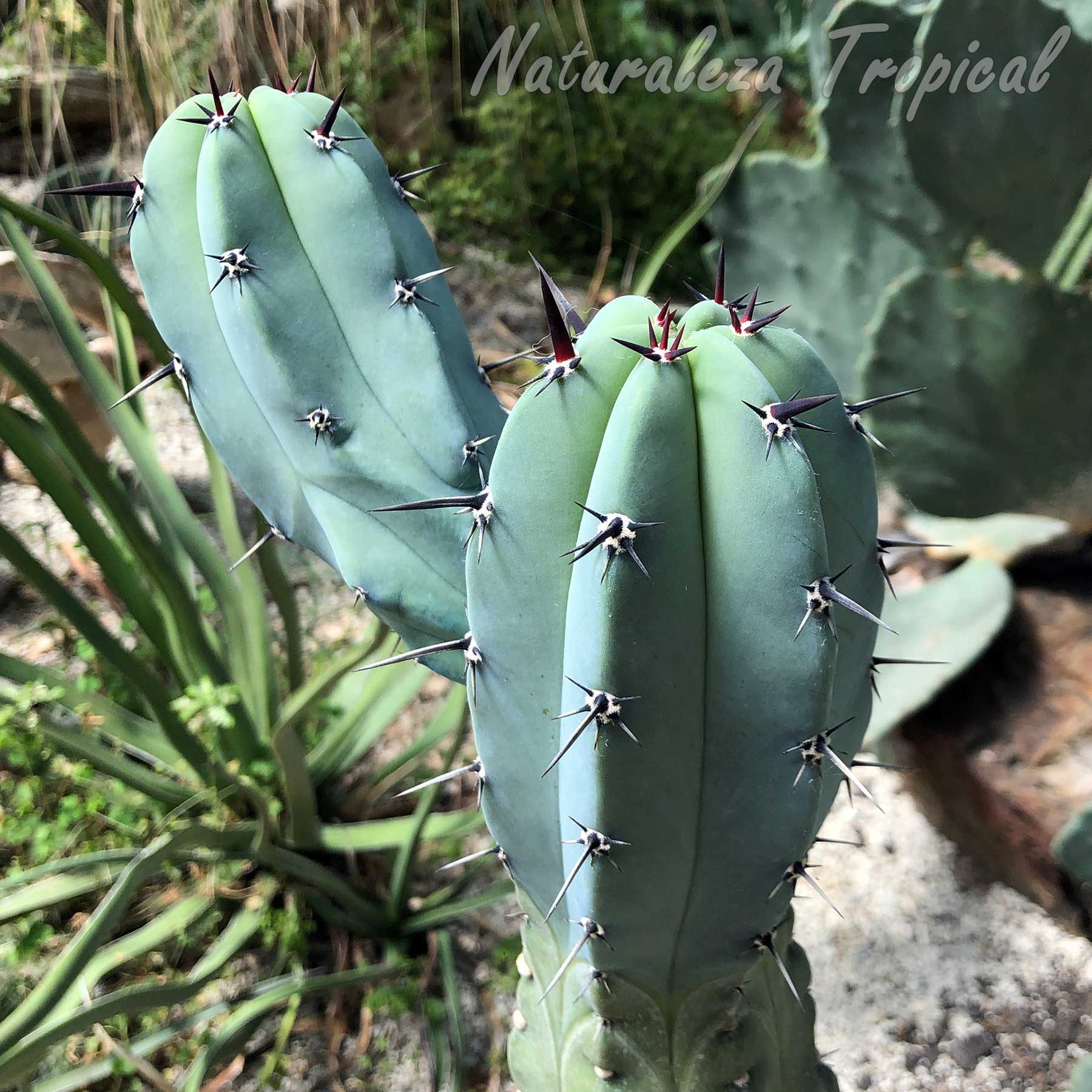 Tallos del cactus Myrtillocactus geometrizans