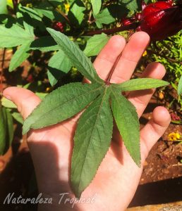 Hoja de la Rosa de Jamaica, Hibiscus sabdariffa