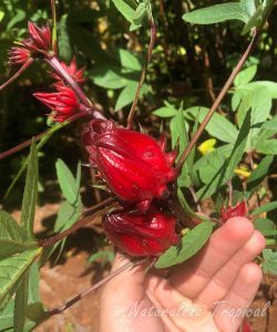 Frutos en formación de la Rosa de Jamaica, Hibiscus sabdariffa