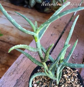 Vista de la planta suculenta Aloe millotii