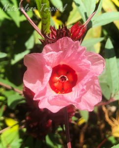 Flor de la Rosa de Jamaica, Hibiscus sabdariffa