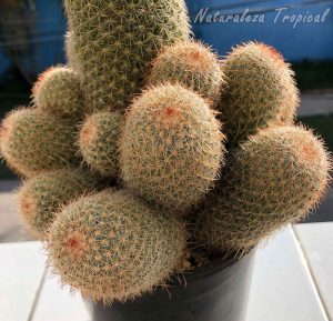 Detalles de los hijuelos del cactus Mammillaria guerreronis