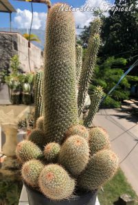 Vista de un ejemplar adulto del cactus Mammillaria guerreronis