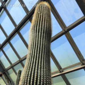 Vista del tallo de un ejemplar adulto de más de 6 metros de altura del cactus Neobuxbaumia polylopha