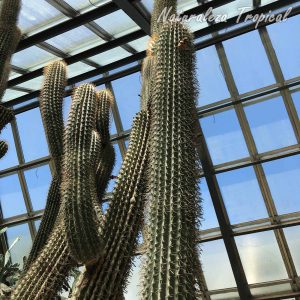 Otra imagen de los tallos del cactus Neobuxbaumia scoparia