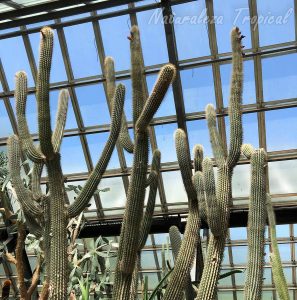 Vista del cactus Neobuxbaumia scoparia y su porte de candelabro