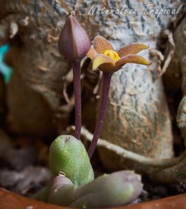 Vista lateral de la flor y tallos de un genotipo de la planta suculenta Piaranthus geminatus subsp. geminatus