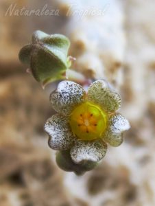 Otra foto de la flor de la planta suculenta Caralluma burchardii ssp. maura