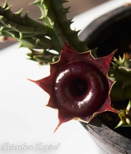 Detalles de la flor de la planta suculenta Huernia ᶦKorat Crimsonᶦ