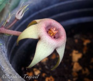 Flor de un genotipo de la planta suculenta Huernia procumbens