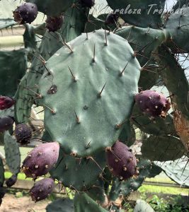 Cladodio con frutos del cactus Opuntia schumannii
