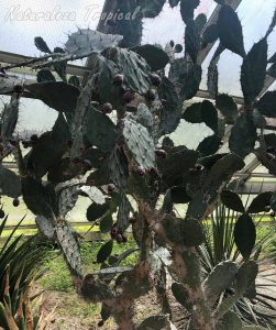 Vista del cactus Opuntia schumannii