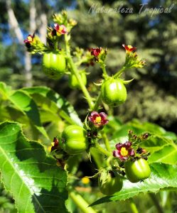 Flores y frutos de la planta Tuatua, Jatropha gossypiifolia