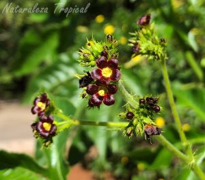 Flores características de la planta Tuatua, Jatropha gossypiifolia