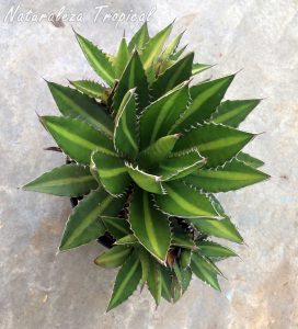 Vista de las hojas características de la planta suculenta Agave univittata ᶦSplendidaᶦ