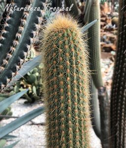 Vista del tallo característico del cactus Espostoa guentheri