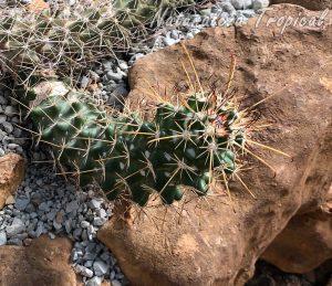 Vista del tallo característico del cactus Mammillaria poselgeri (Cochemiea poselgeri)