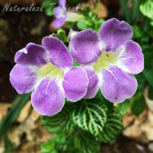 Flores características de la planta ornamental Asystasia gangetica, Violetas o Campanitas de Jardín