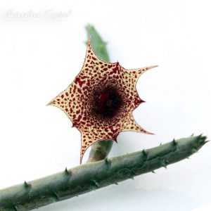 Vista de la flor y tallo de la planta suculenta Huernia recondita