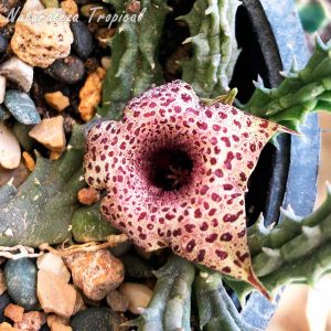 Flor de Huernia hislopii totalmente abierta