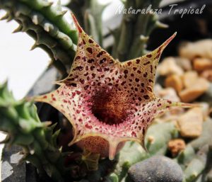 Otro ángulo de la vista de la flor de la planta suculenta Huernia hislopii