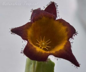 Flor típica de la planta suculenta Caralluma speciosa