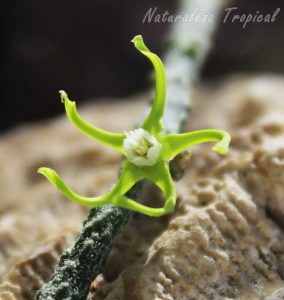 Otra Vista de la flor característica de la planta Cynanchum marnierianum