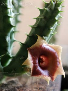 Vista lateral de la flor típica de la planta suculenta Huernia somalica