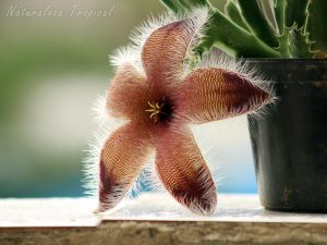 Vista lateral de la flor de un genotipo de la planta suculenta Stapelia grandiflora