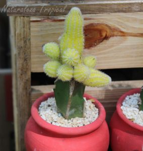 Tallo variegado del cactus ornamental Echinopsis chamaecereus