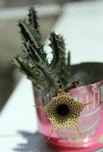 Vista de la flor y los tallos de un híbrido de la planta suculenta Huernia guttata