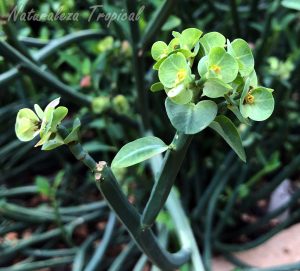 Inflorescencias típicas de la planta Euphorbia pteroneura