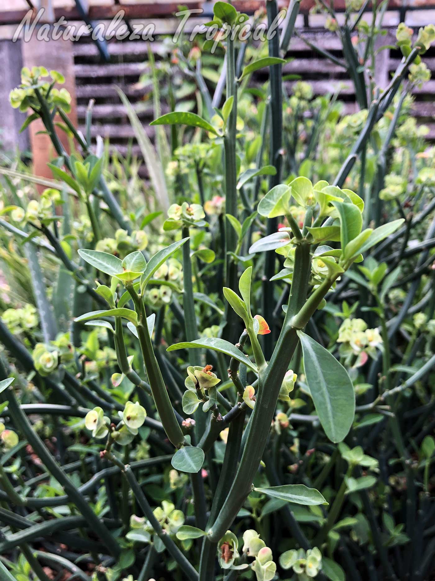 Vista de los tallos y hojas de la planta Euphorbia pteroneura