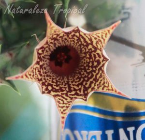 Vista de la flor de la planta suculenta Huernia ˈHabaneraˈ clon 2