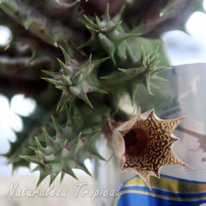 Tallos y flor de la planta suculenta Huernia ˈHabaneraˈ clon 2