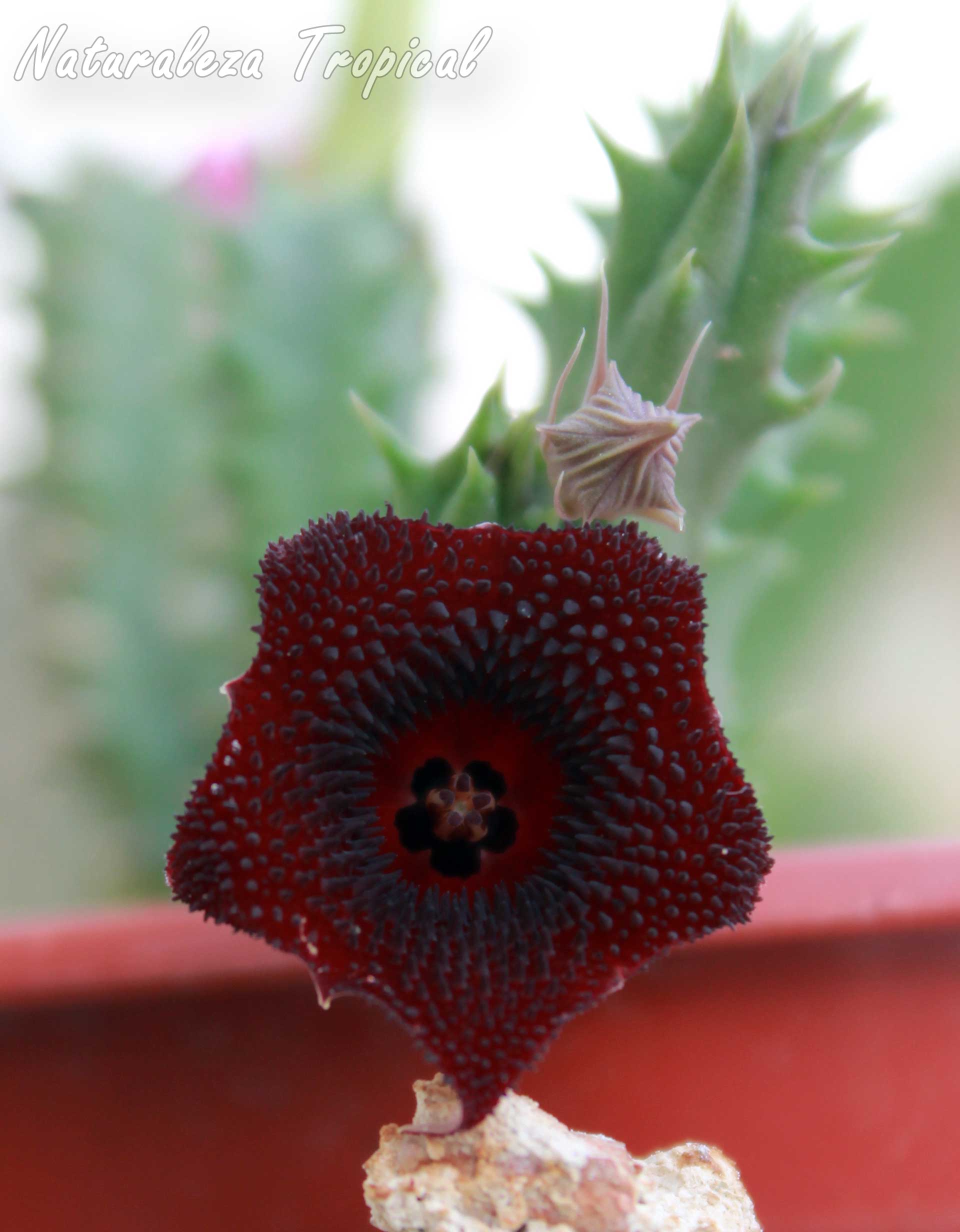 Vista de la flor característica de este híbrido del género Huernia