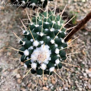 Vista del tallo del cactus Mammillaria compressa