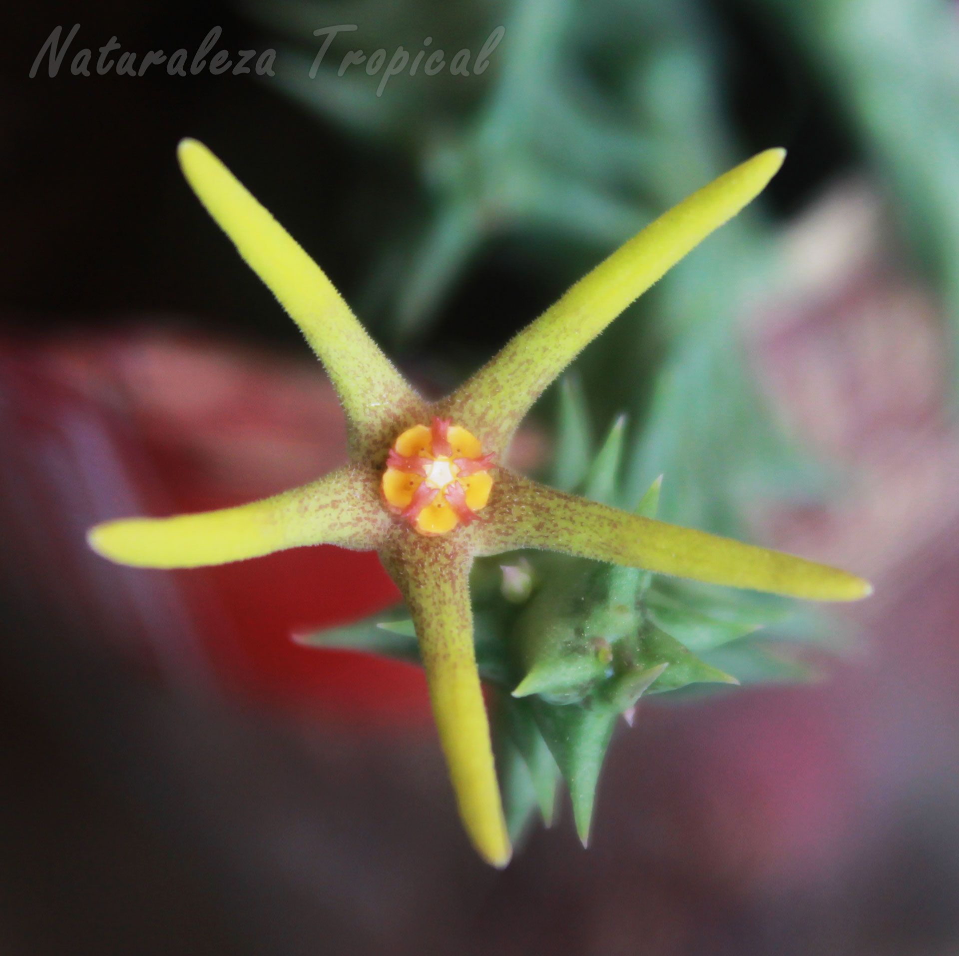 Detalles de la flor de un genotipo de la planta suculenta Orbea wissmanii