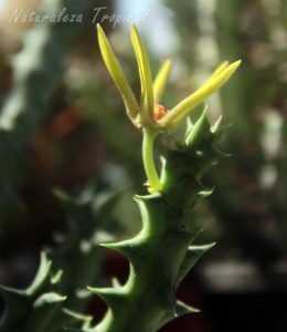 Flor y tallos de la planta suculenta Orbea wissmannii